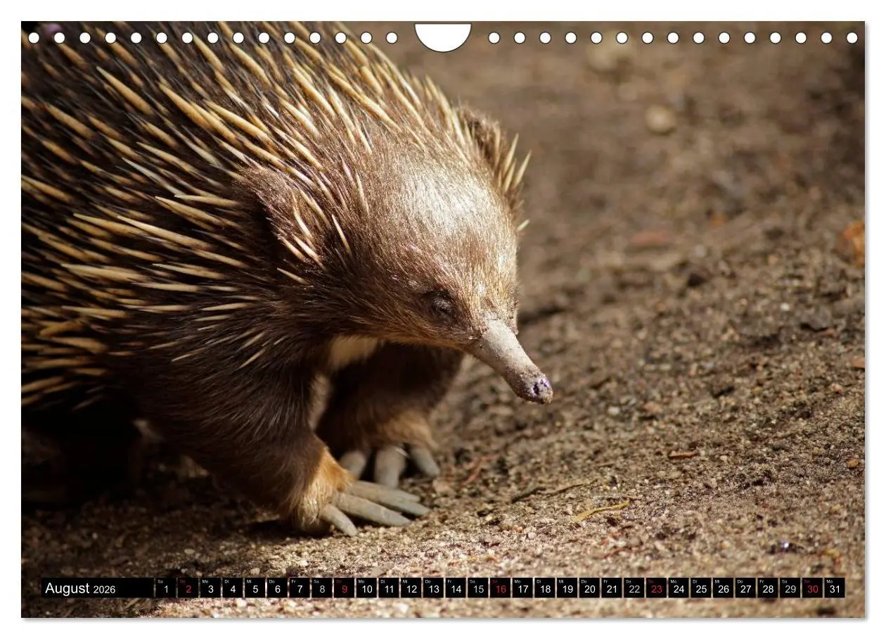 Bild: 9783516092257 | Die Tierwelt in Australien (Wandkalender 2026 DIN A4 quer),...