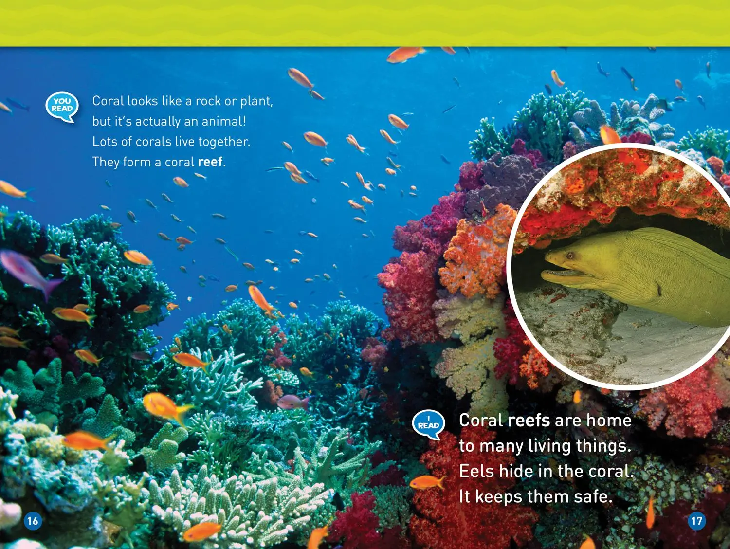 Bild: 9781426332357 | In the Ocean (National Geographic Kids Readers, Level 1/Co-Reader)