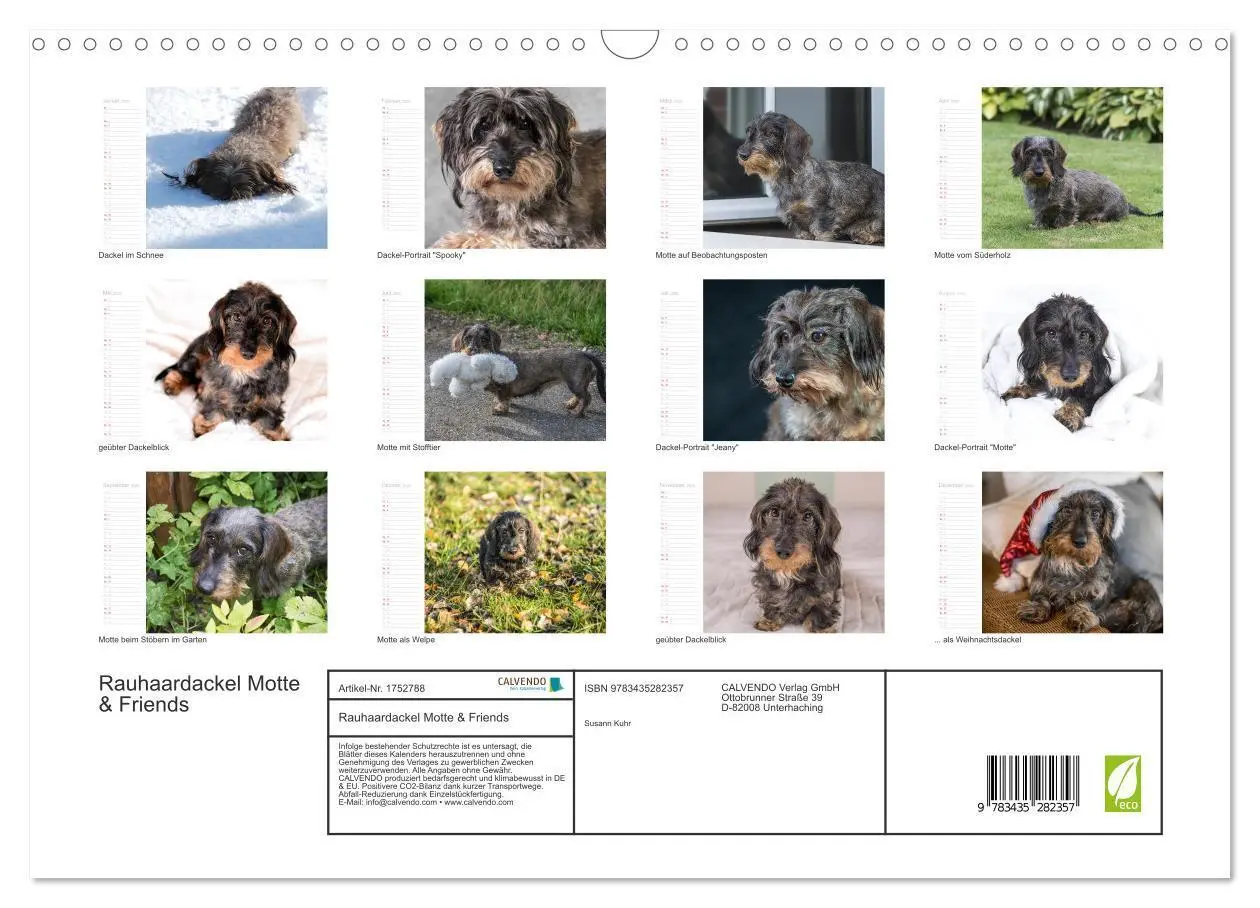 Bild: 9783435282357 | Rauhaardackel Motte &amp; Friends (Wandkalender 2025 DIN A3 quer),...