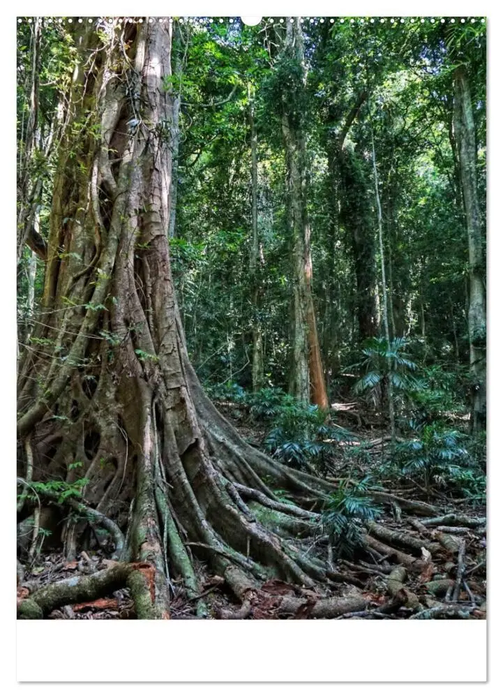 Bild: 9783435972357 | Regenwald - Australien (Wandkalender 2025 DIN A2 hoch), CALVENDO...