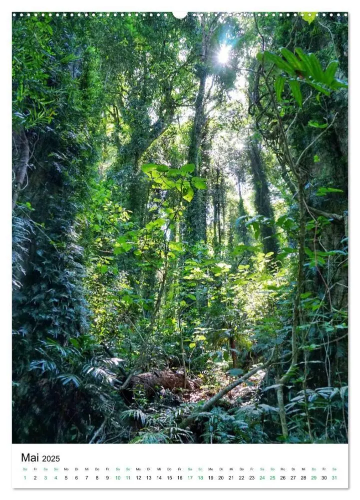Bild: 9783435972357 | Regenwald - Australien (Wandkalender 2025 DIN A2 hoch), CALVENDO...
