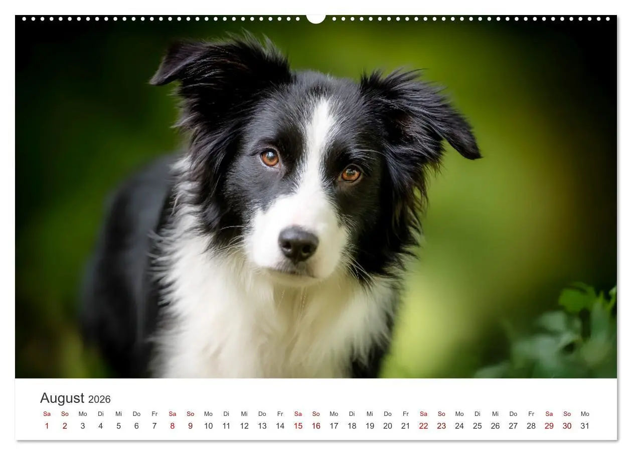 Bild: 9783516602357 | Schön, schlau, schnell! - Der Border Collie - Kalender...