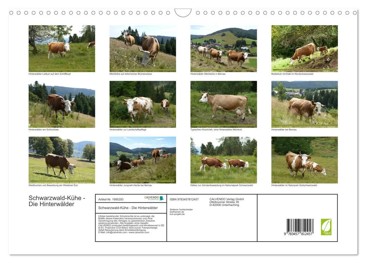 Bild: 9783457812457 | Schwarzwald-Kühe - Die Hinterwälder (Wandkalender 2026 DIN A3...