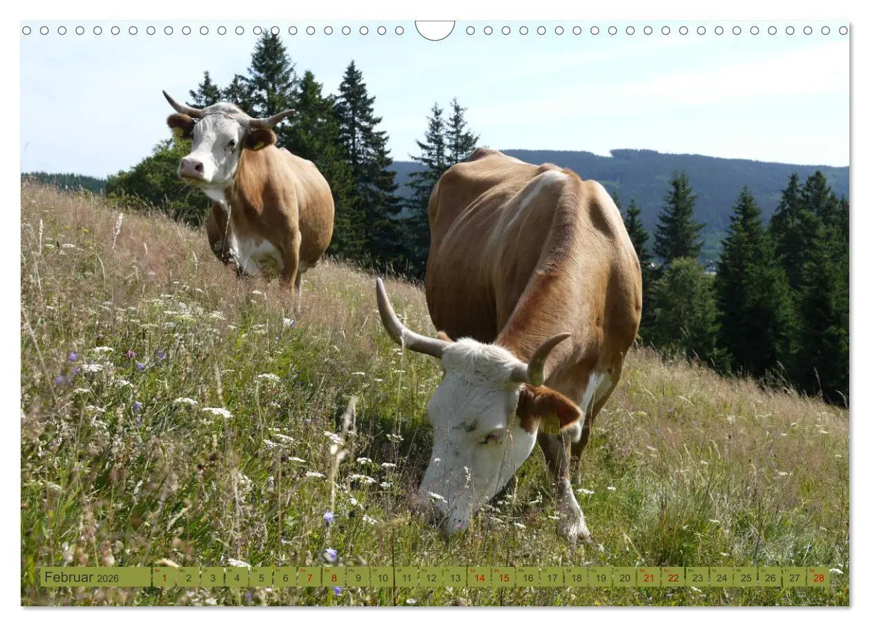 Bild: 9783457812457 | Schwarzwald-Kühe - Die Hinterwälder (Wandkalender 2026 DIN A3...