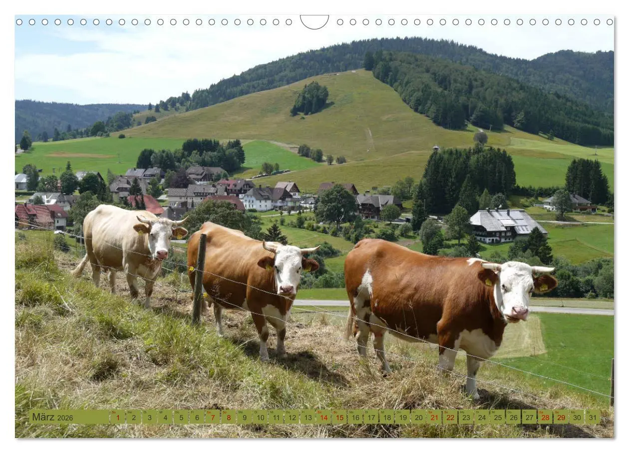 Bild: 9783457812457 | Schwarzwald-Kühe - Die Hinterwälder (Wandkalender 2026 DIN A3...