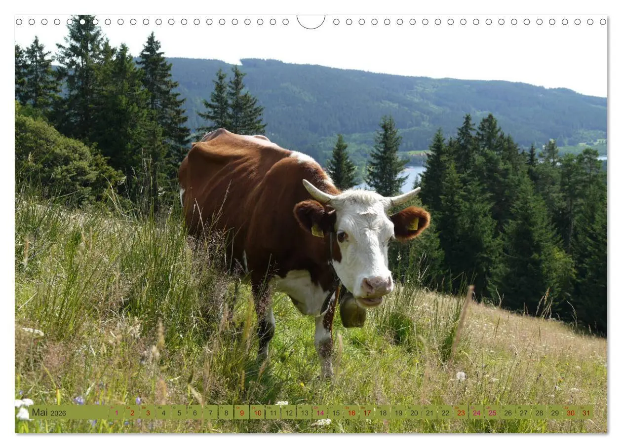 Bild: 9783457812457 | Schwarzwald-Kühe - Die Hinterwälder (Wandkalender 2026 DIN A3...