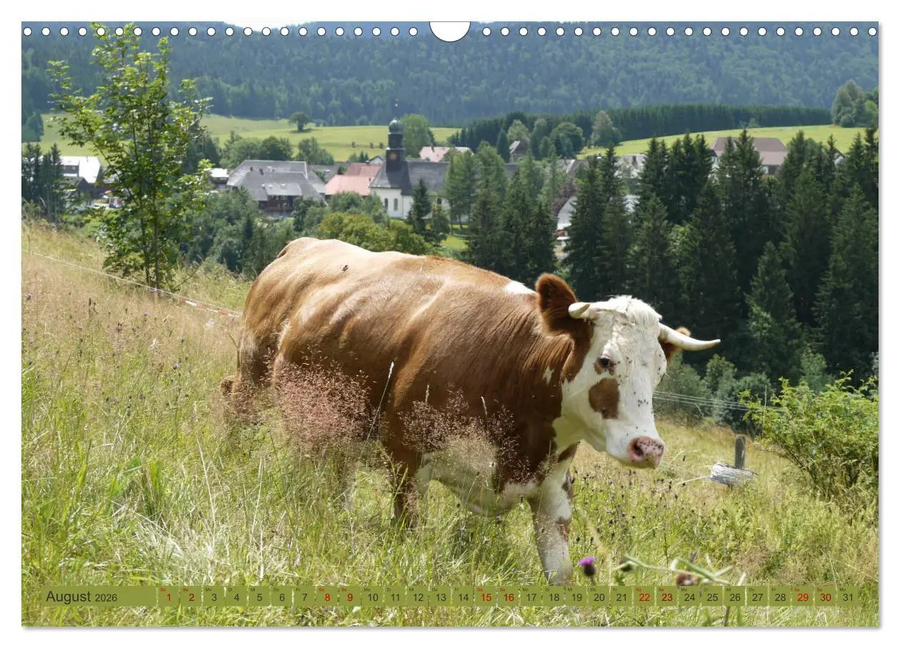 Bild: 9783457812457 | Schwarzwald-Kühe - Die Hinterwälder (Wandkalender 2026 DIN A3...
