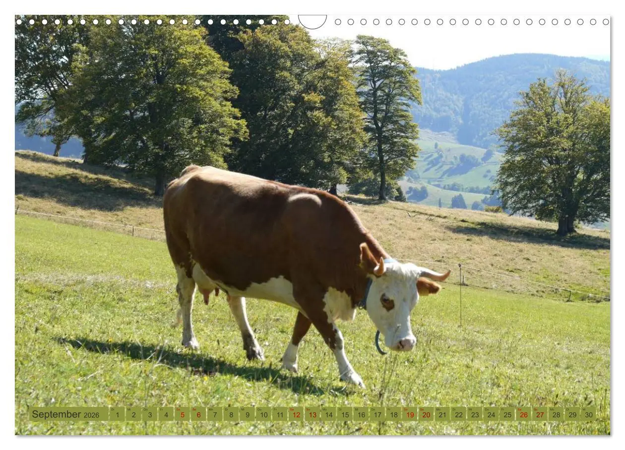 Bild: 9783457812457 | Schwarzwald-Kühe - Die Hinterwälder (Wandkalender 2026 DIN A3...