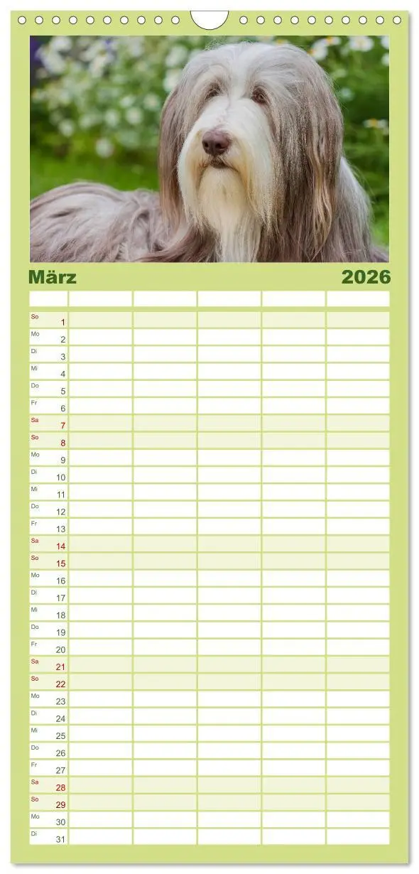 Bild: 9783516522457 | Familienplaner 2026 - Liebenswerter Clown Bearded Collie mit 5...