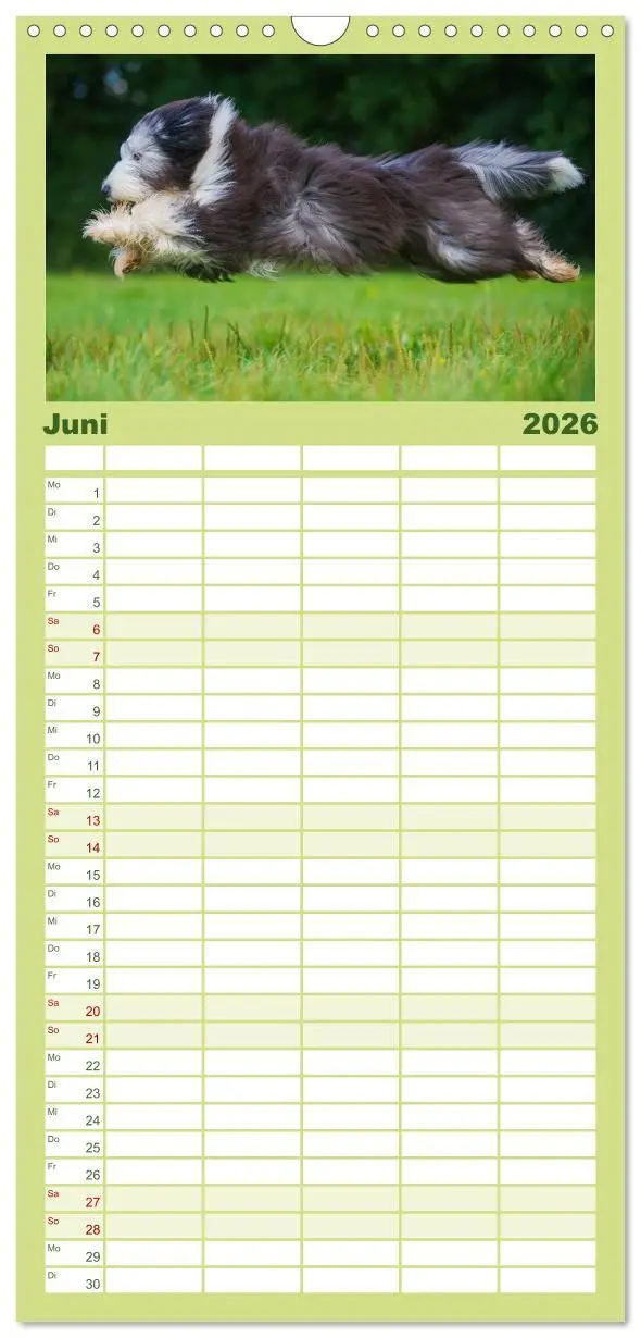 Bild: 9783516522457 | Familienplaner 2026 - Liebenswerter Clown Bearded Collie mit 5...