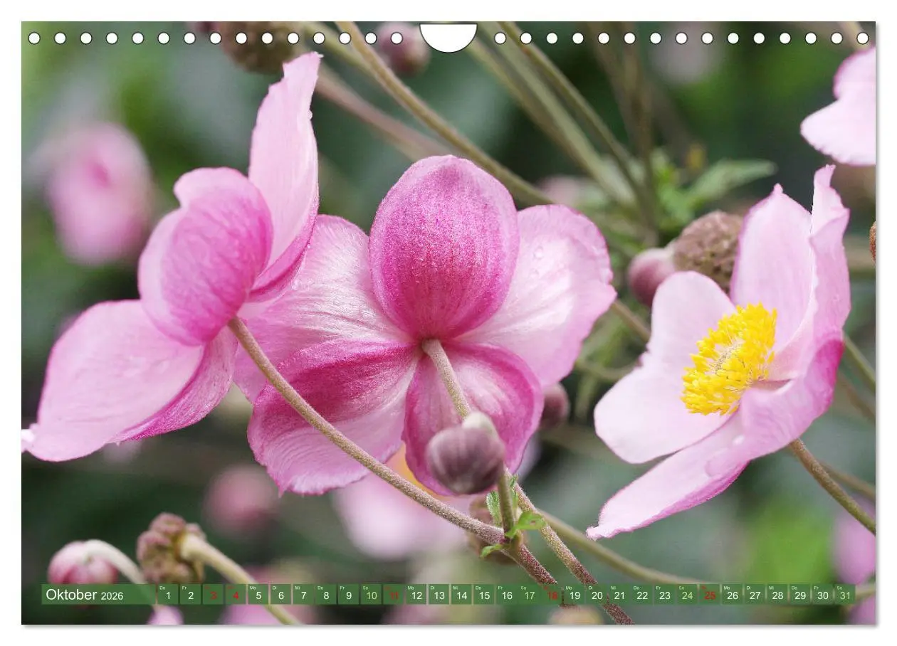 Bild: 9783457282557 | Im Reich der Blüten (Wandkalender 2026 DIN A4 quer), CALVENDO...