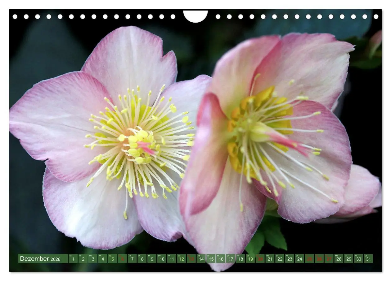 Bild: 9783457282557 | Im Reich der Blüten (Wandkalender 2026 DIN A4 quer), CALVENDO...