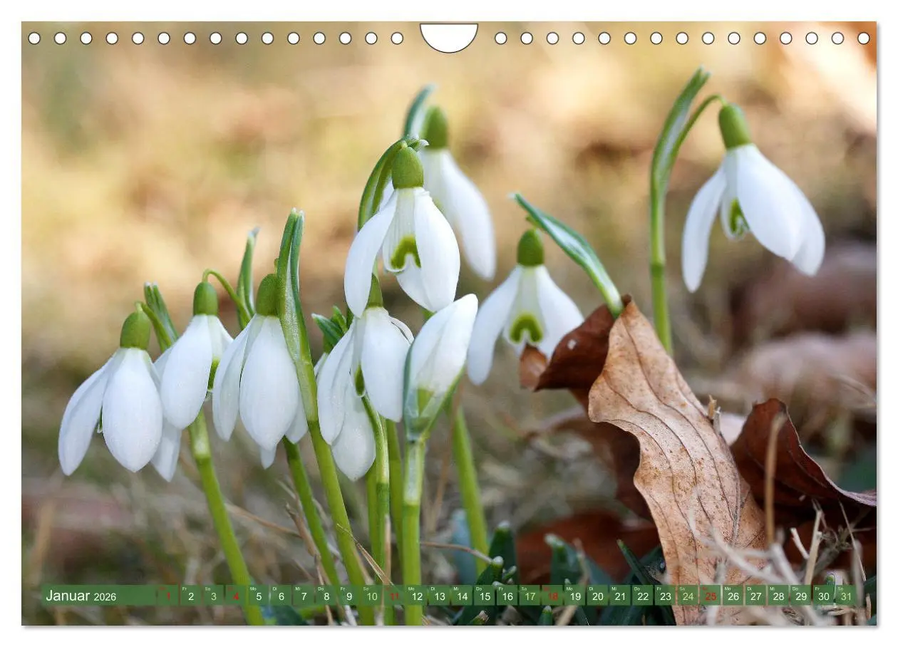 Bild: 9783457282557 | Im Reich der Blüten (Wandkalender 2026 DIN A4 quer), CALVENDO...