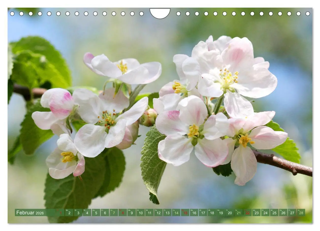 Bild: 9783457282557 | Im Reich der Blüten (Wandkalender 2026 DIN A4 quer), CALVENDO...