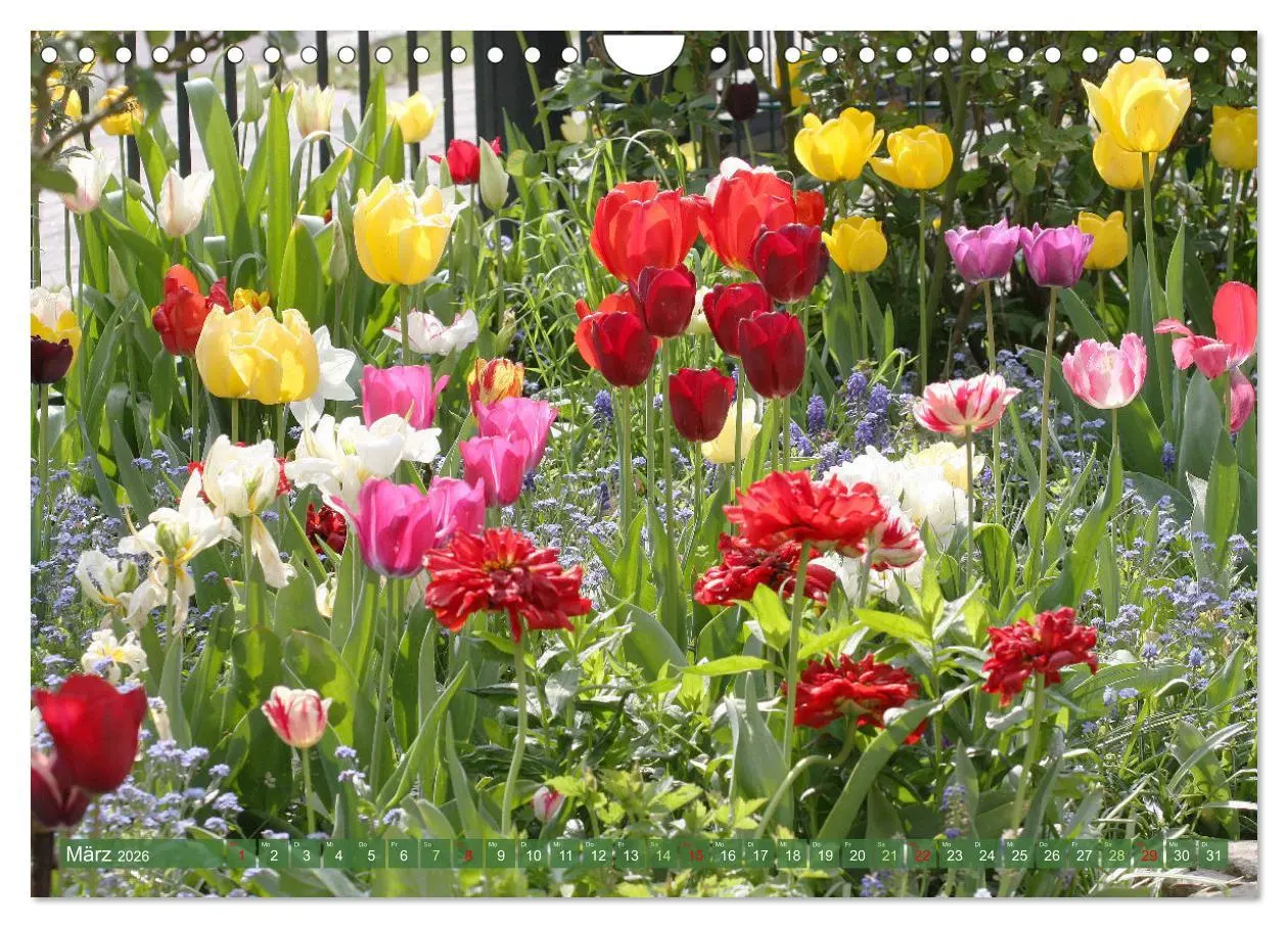 Bild: 9783457282557 | Im Reich der Blüten (Wandkalender 2026 DIN A4 quer), CALVENDO...