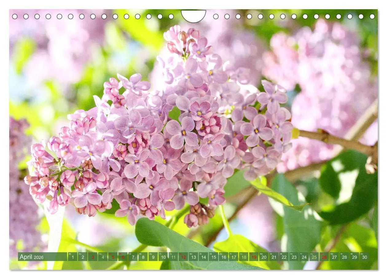 Bild: 9783457282557 | Im Reich der Blüten (Wandkalender 2026 DIN A4 quer), CALVENDO...