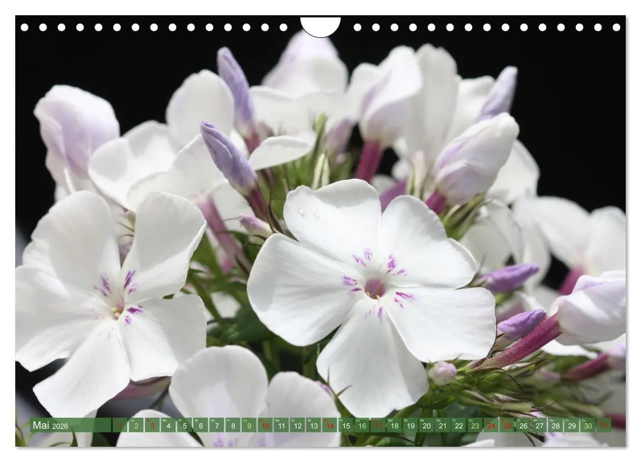 Bild: 9783457282557 | Im Reich der Blüten (Wandkalender 2026 DIN A4 quer), CALVENDO...