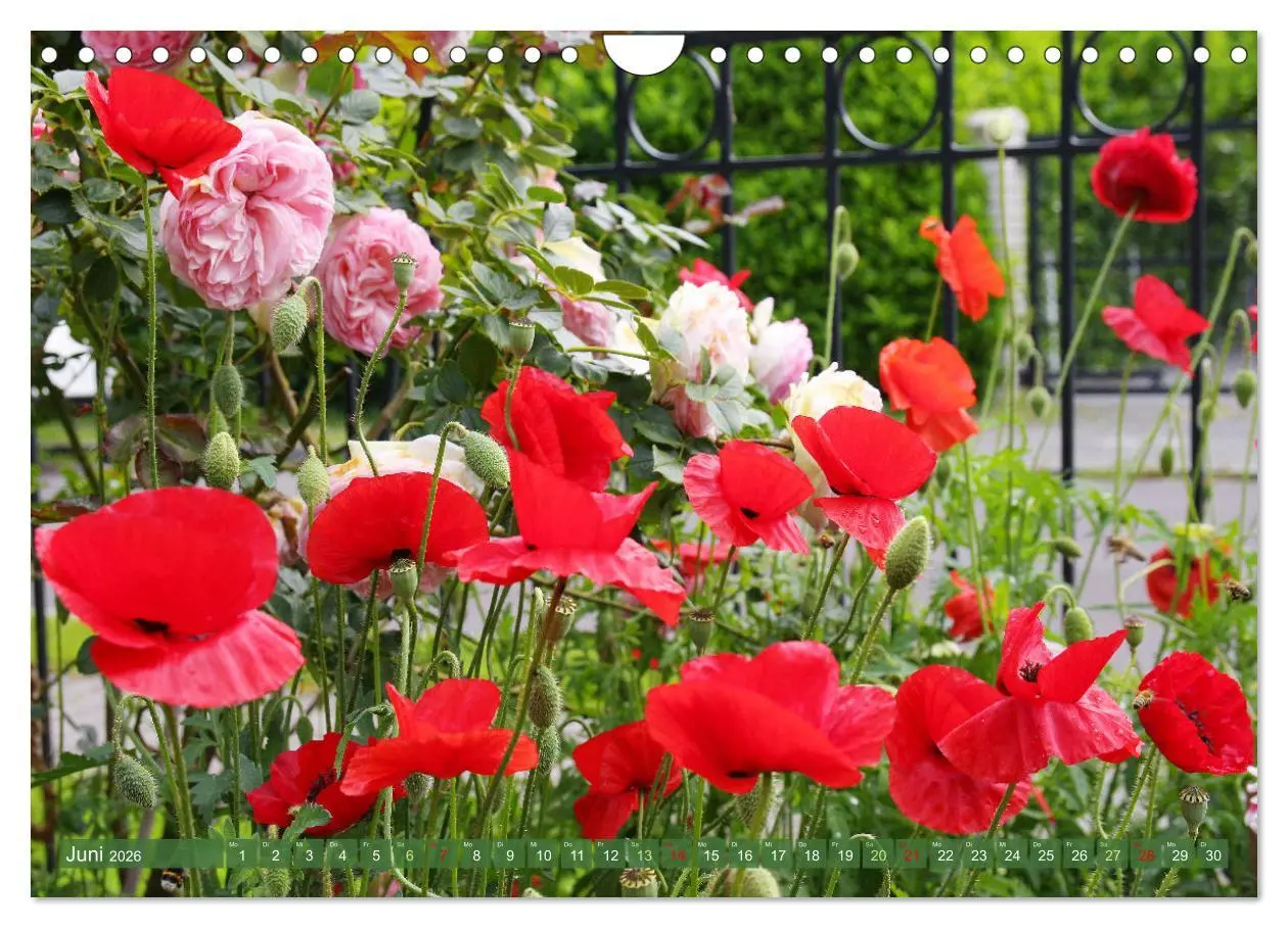 Bild: 9783457282557 | Im Reich der Blüten (Wandkalender 2026 DIN A4 quer), CALVENDO...