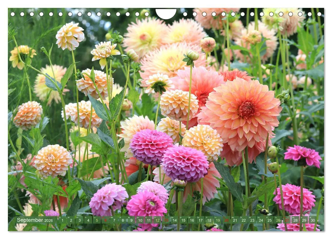 Bild: 9783457282557 | Im Reich der Blüten (Wandkalender 2026 DIN A4 quer), CALVENDO...