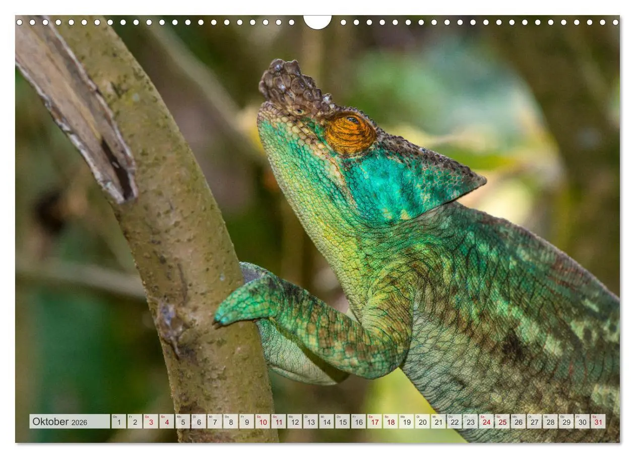 Bild: 9783457592557 | Drachen: Geheimnisvolles Tierreich (Wandkalender 2026 DIN A3 quer),...