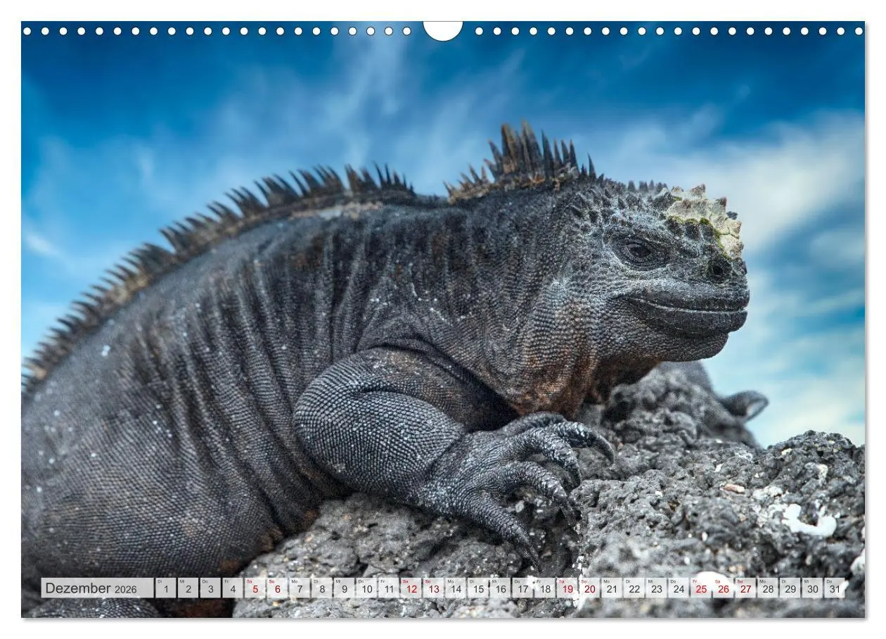 Bild: 9783457592557 | Drachen: Geheimnisvolles Tierreich (Wandkalender 2026 DIN A3 quer),...