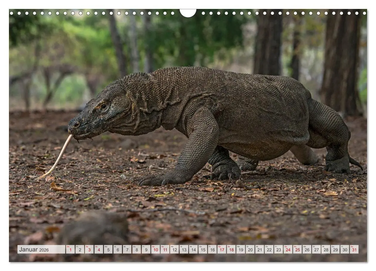 Bild: 9783457592557 | Drachen: Geheimnisvolles Tierreich (Wandkalender 2026 DIN A3 quer),...