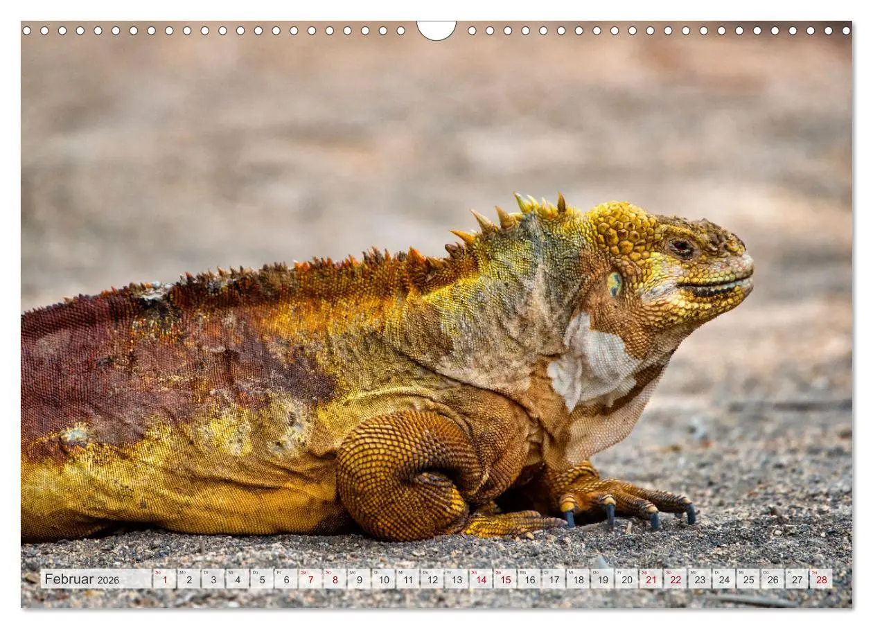 Bild: 9783457592557 | Drachen: Geheimnisvolles Tierreich (Wandkalender 2026 DIN A3 quer),...