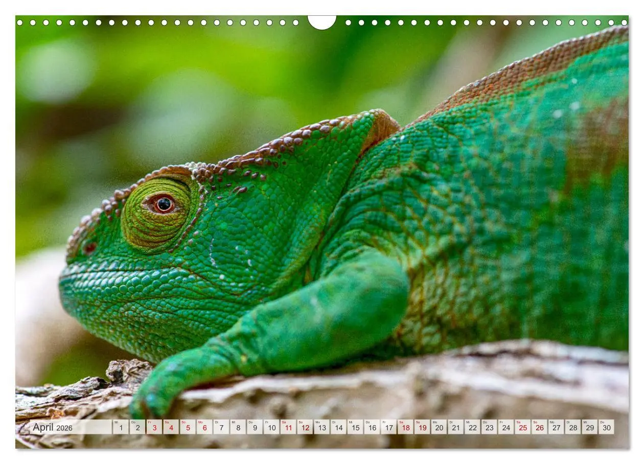 Bild: 9783457592557 | Drachen: Geheimnisvolles Tierreich (Wandkalender 2026 DIN A3 quer),...