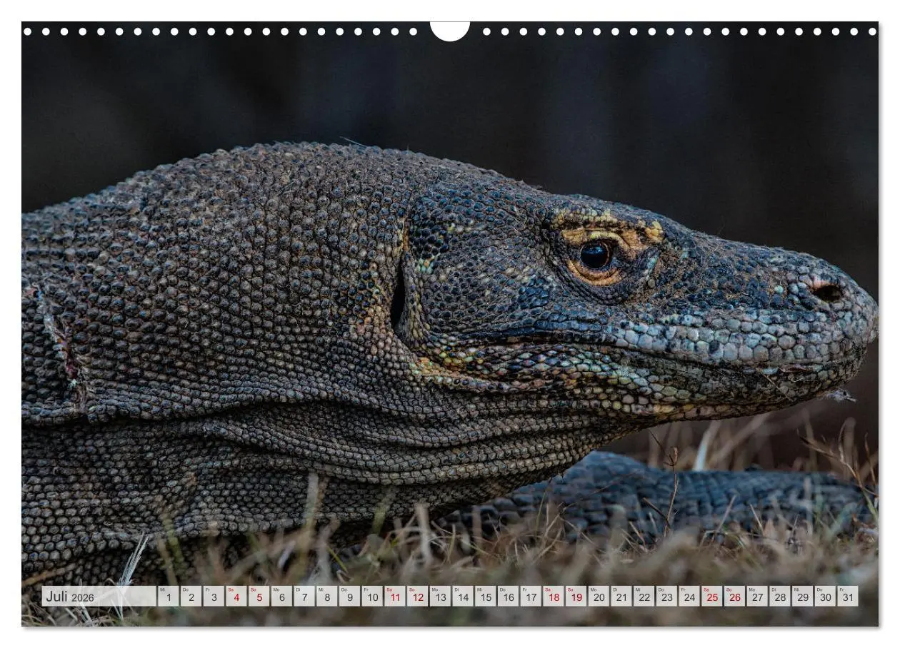 Bild: 9783457592557 | Drachen: Geheimnisvolles Tierreich (Wandkalender 2026 DIN A3 quer),...