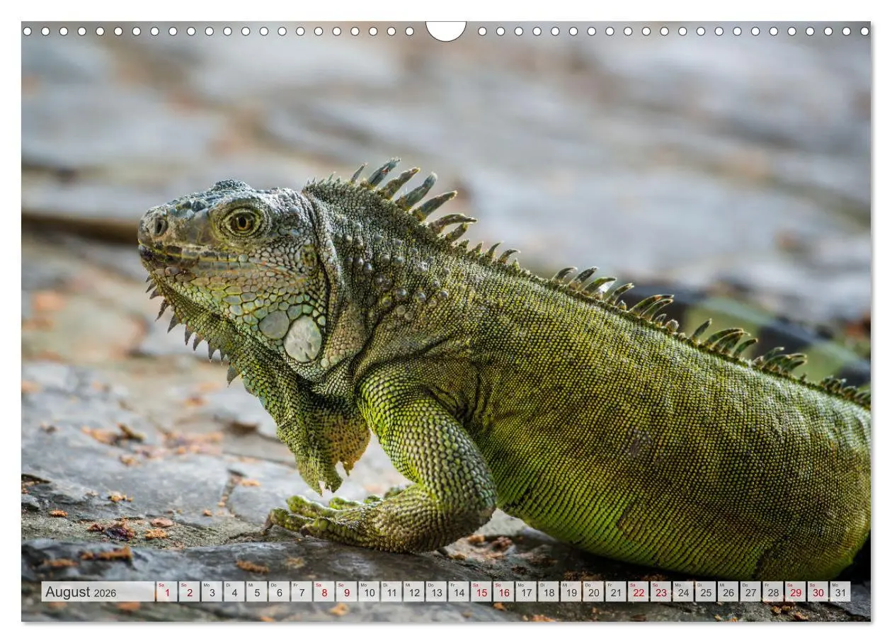 Bild: 9783457592557 | Drachen: Geheimnisvolles Tierreich (Wandkalender 2026 DIN A3 quer),...