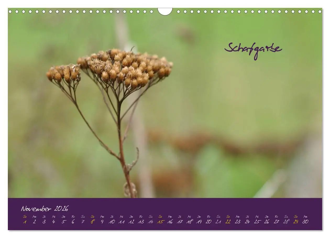 Bild: 9783516132557 | Heilkräuterkalender (Wandkalender 2026 DIN A3 quer), CALVENDO...