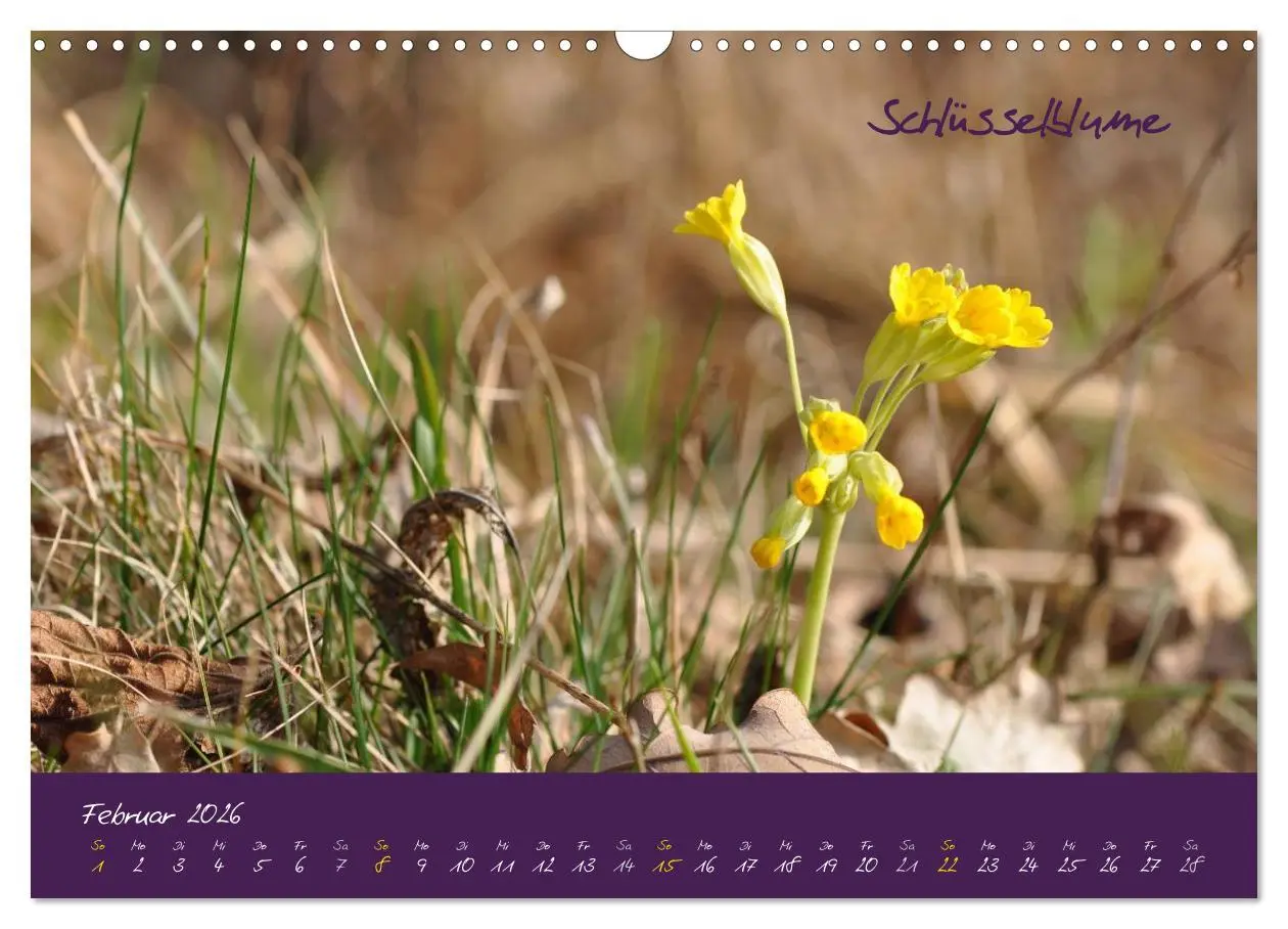 Bild: 9783516132557 | Heilkräuterkalender (Wandkalender 2026 DIN A3 quer), CALVENDO...