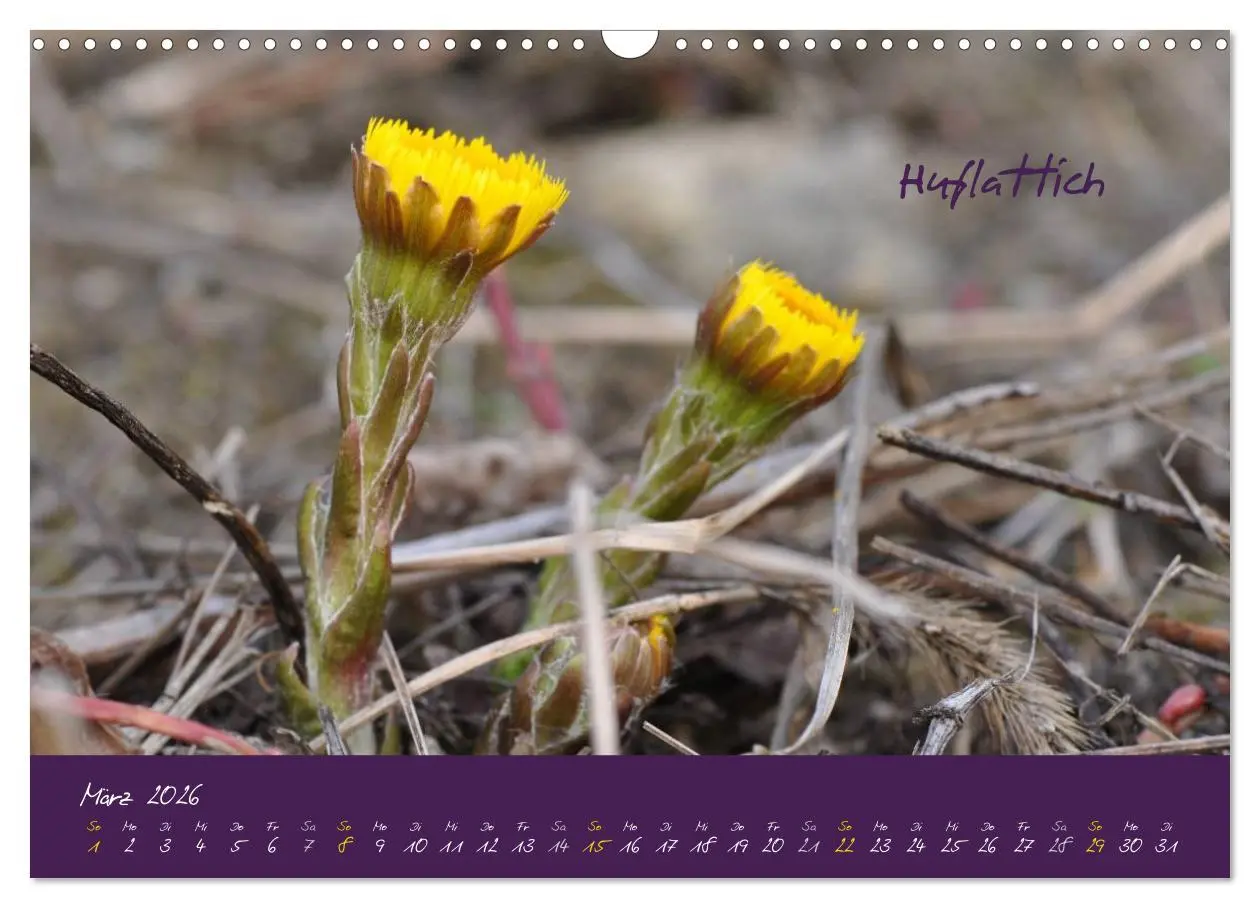 Bild: 9783516132557 | Heilkräuterkalender (Wandkalender 2026 DIN A3 quer), CALVENDO...