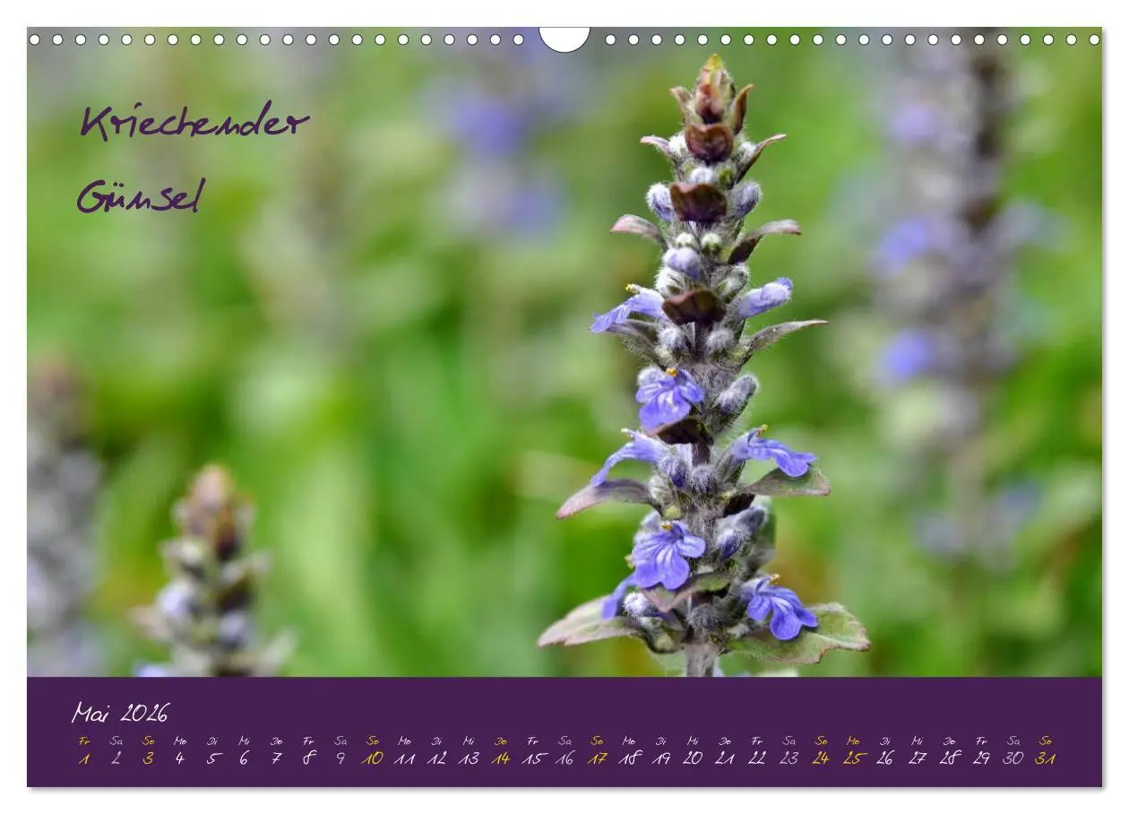 Bild: 9783516132557 | Heilkräuterkalender (Wandkalender 2026 DIN A3 quer), CALVENDO...