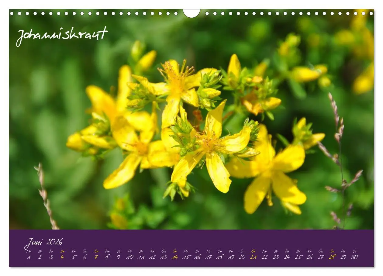 Bild: 9783516132557 | Heilkräuterkalender (Wandkalender 2026 DIN A3 quer), CALVENDO...