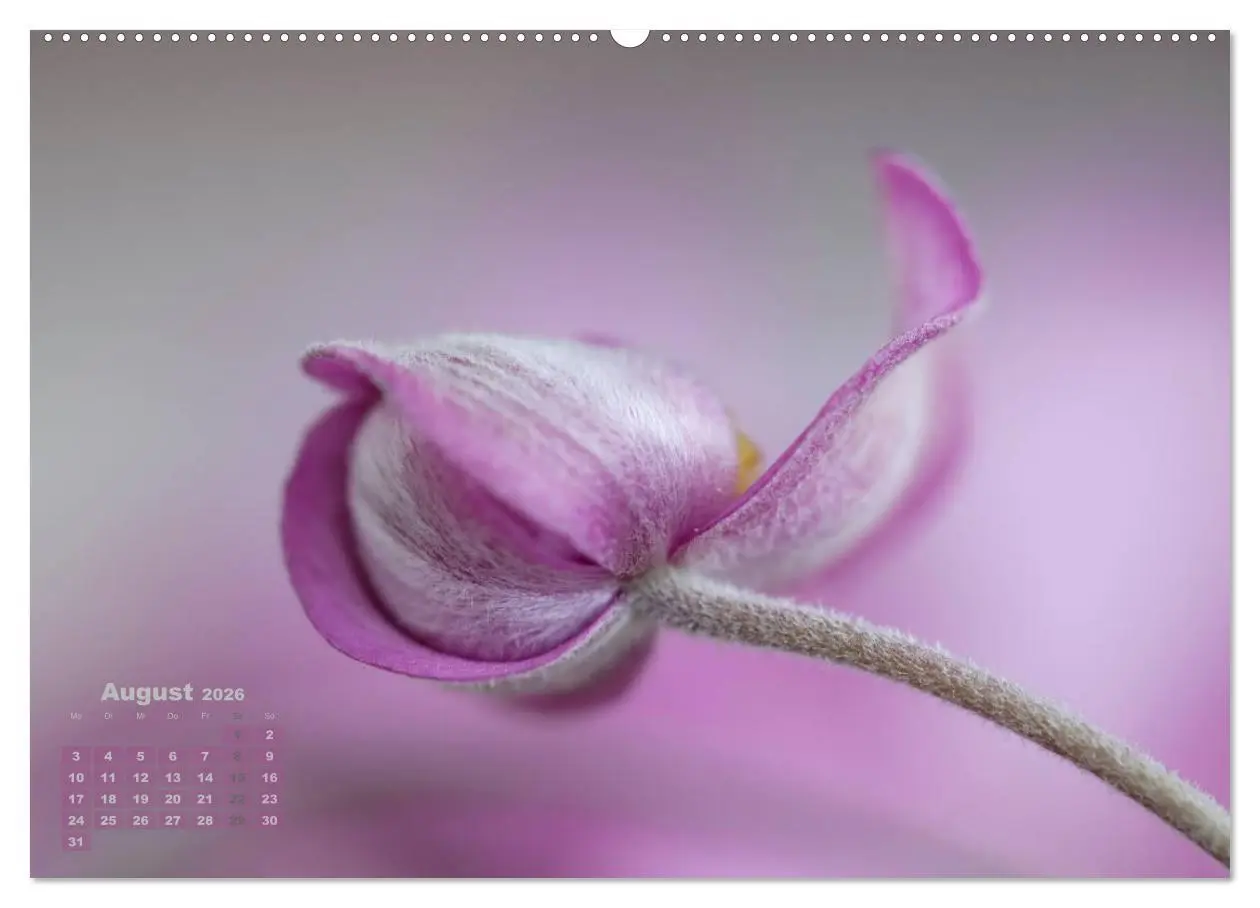Bild: 9783516202557 | Zauberhafte Blüten (hochwertiger Premium Wandkalender 2026 DIN A2...
