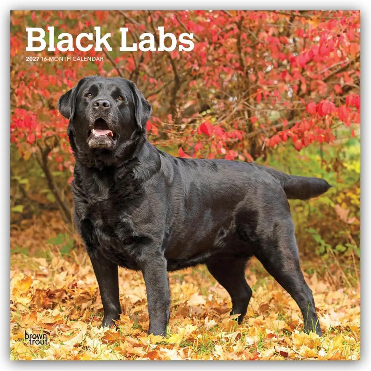 Cover: 9798330712557 | Black Labrador Retriever - Schwarze Labrador Retriever 2027 -...