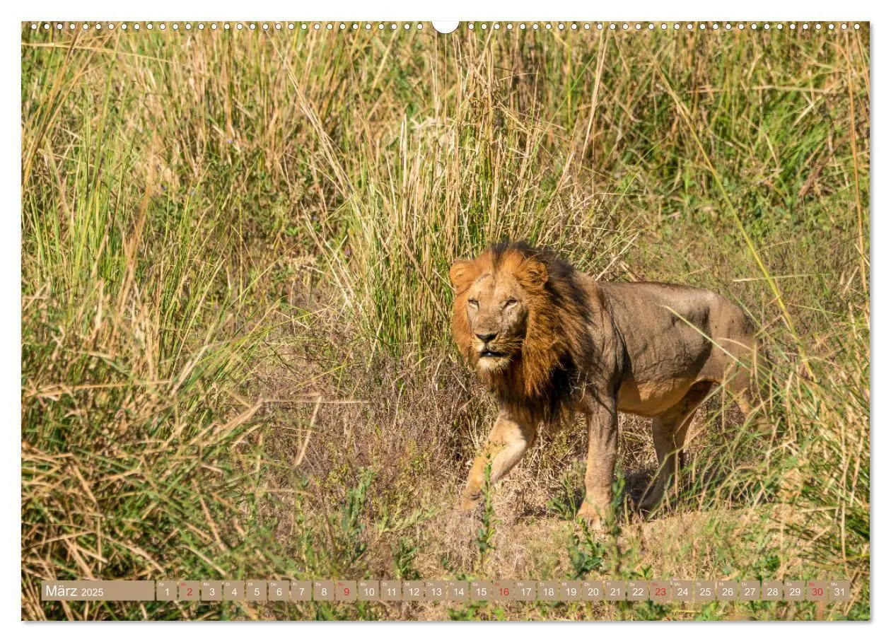 Bild: 9783435312757 | Wildlife Sambia (Wandkalender 2025 DIN A2 quer), CALVENDO...