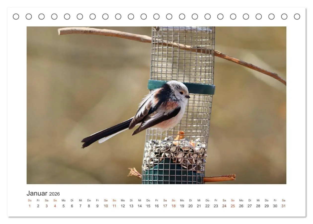 Bild: 9783457712757 | Gefiederte Gartengäste, Schwanzmeisen (Tischkalender 2026 DIN A5...