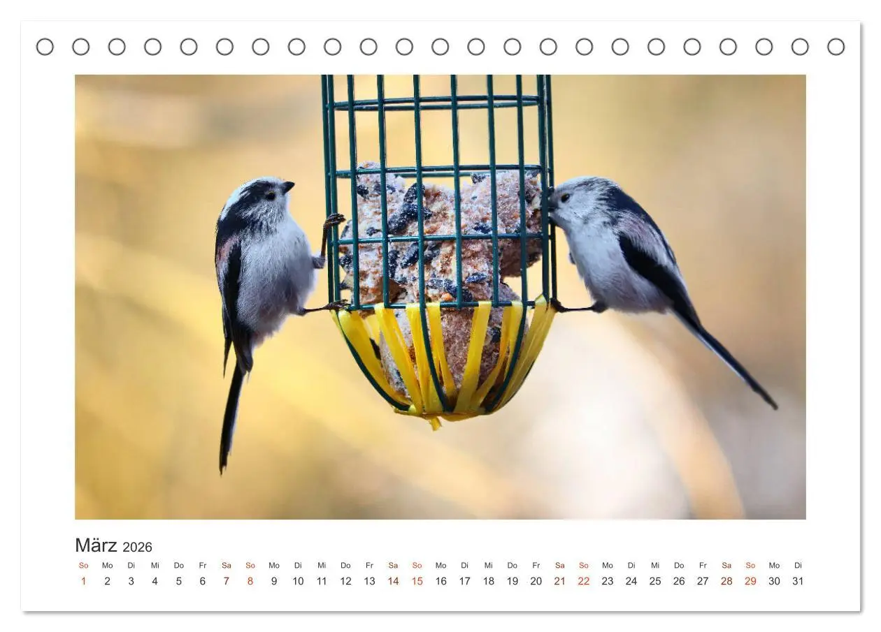 Bild: 9783457712757 | Gefiederte Gartengäste, Schwanzmeisen (Tischkalender 2026 DIN A5...