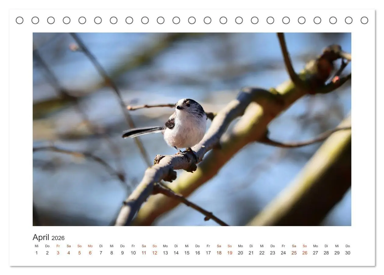 Bild: 9783457712757 | Gefiederte Gartengäste, Schwanzmeisen (Tischkalender 2026 DIN A5...