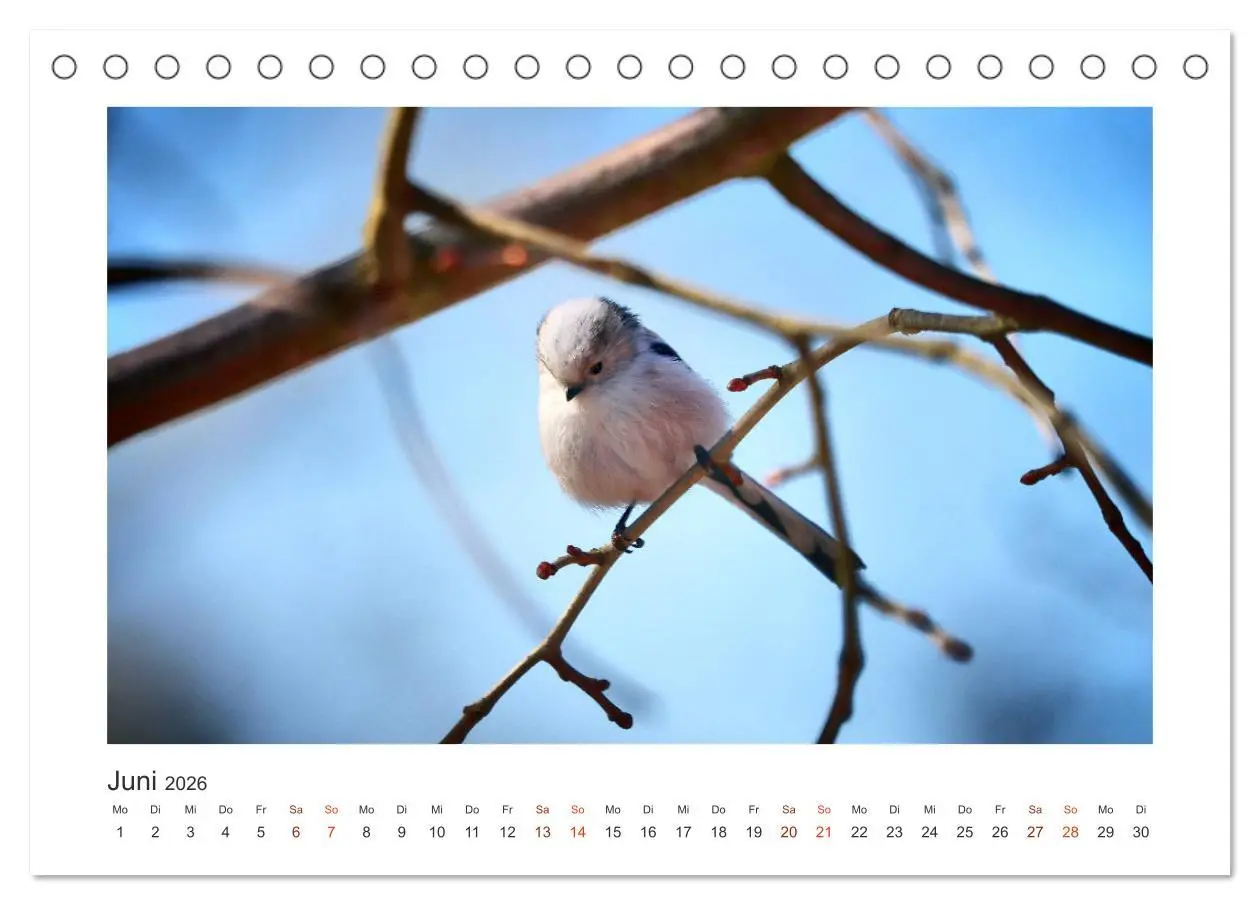 Bild: 9783457712757 | Gefiederte Gartengäste, Schwanzmeisen (Tischkalender 2026 DIN A5...