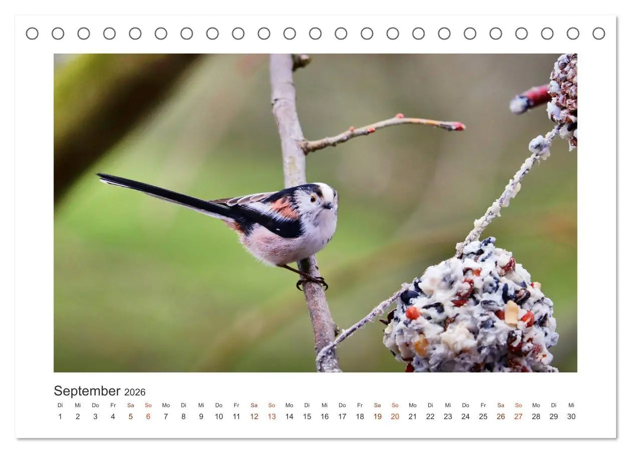 Bild: 9783457712757 | Gefiederte Gartengäste, Schwanzmeisen (Tischkalender 2026 DIN A5...