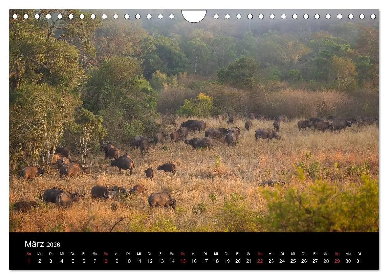 Bild: 9783516032857 | Wunderschönes Südafrika (Wandkalender 2026 DIN A4 quer), CALVENDO...