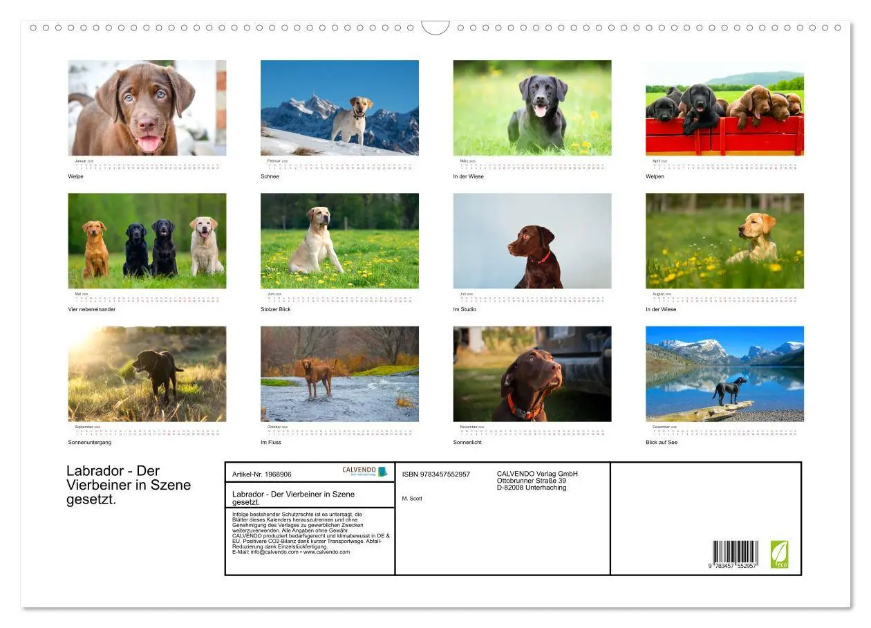 Bild: 9783457552957 | Labrador - Der Vierbeiner in Szene gesetzt. (Wandkalender 2026 DIN...