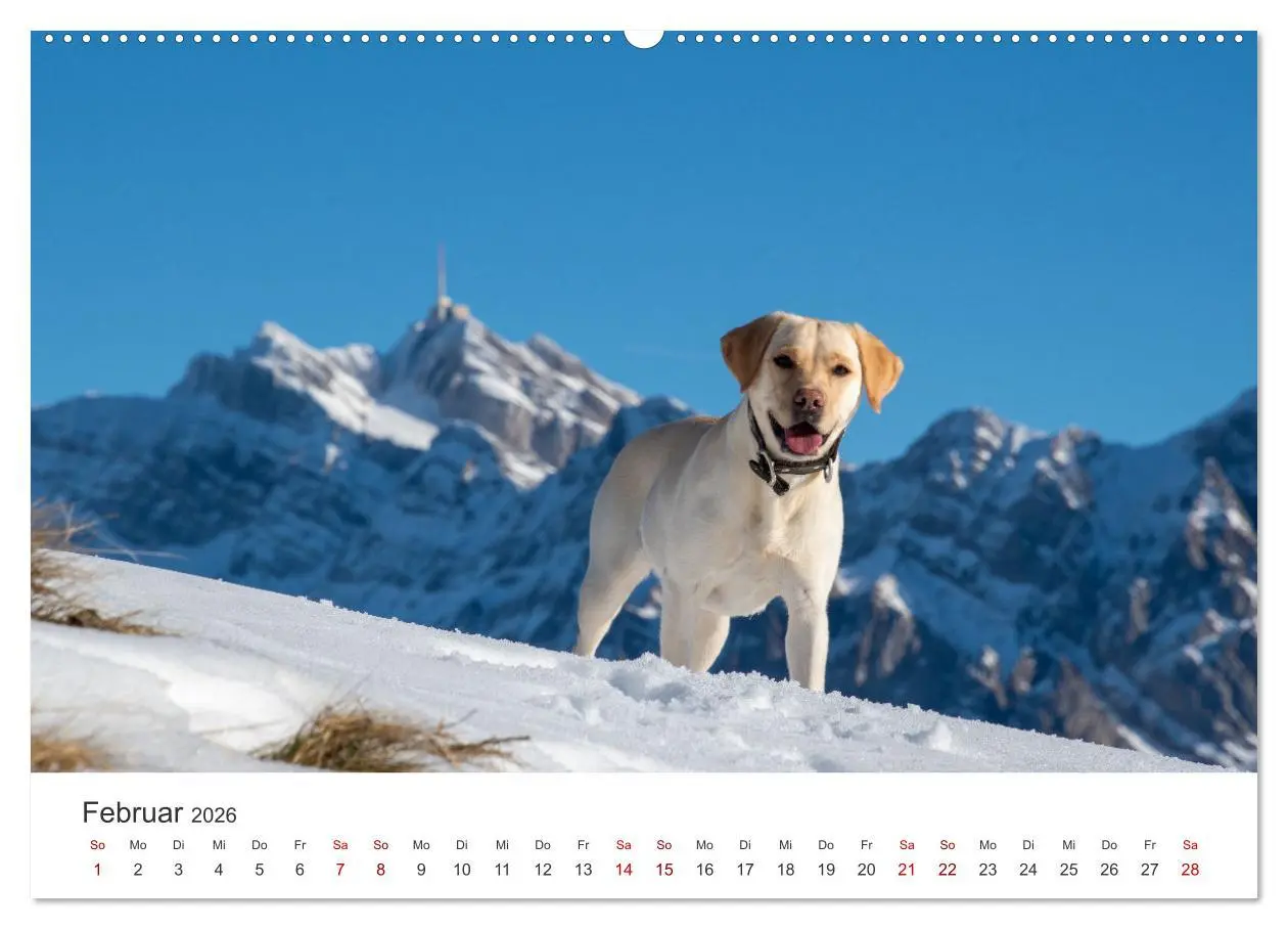 Bild: 9783457552957 | Labrador - Der Vierbeiner in Szene gesetzt. (Wandkalender 2026 DIN...