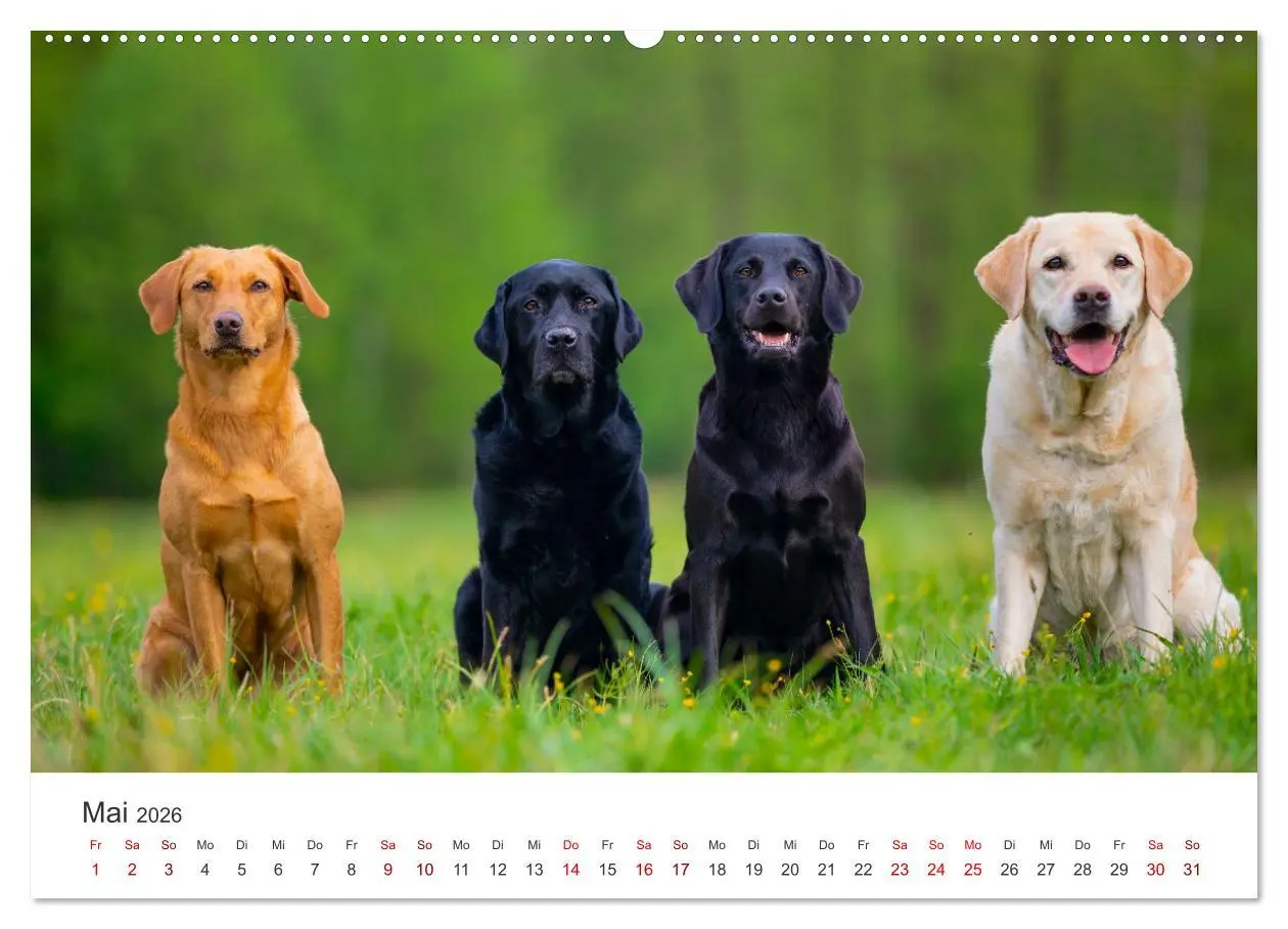 Bild: 9783457552957 | Labrador - Der Vierbeiner in Szene gesetzt. (Wandkalender 2026 DIN...