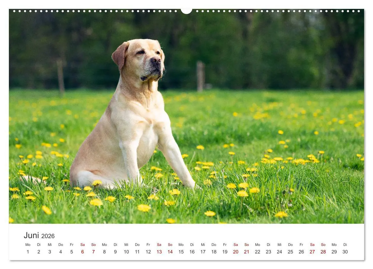 Bild: 9783457552957 | Labrador - Der Vierbeiner in Szene gesetzt. (Wandkalender 2026 DIN...