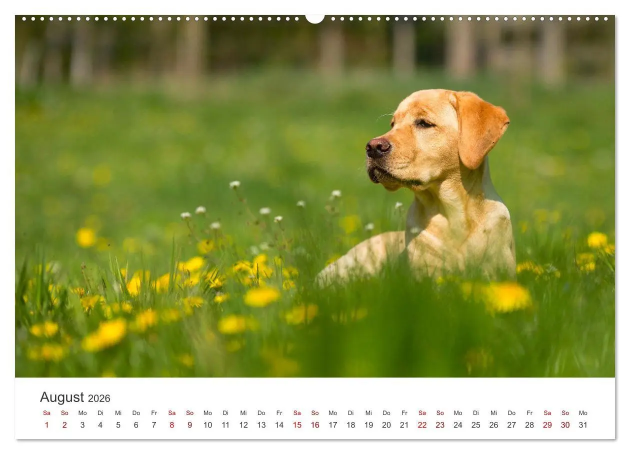 Bild: 9783457552957 | Labrador - Der Vierbeiner in Szene gesetzt. (Wandkalender 2026 DIN...