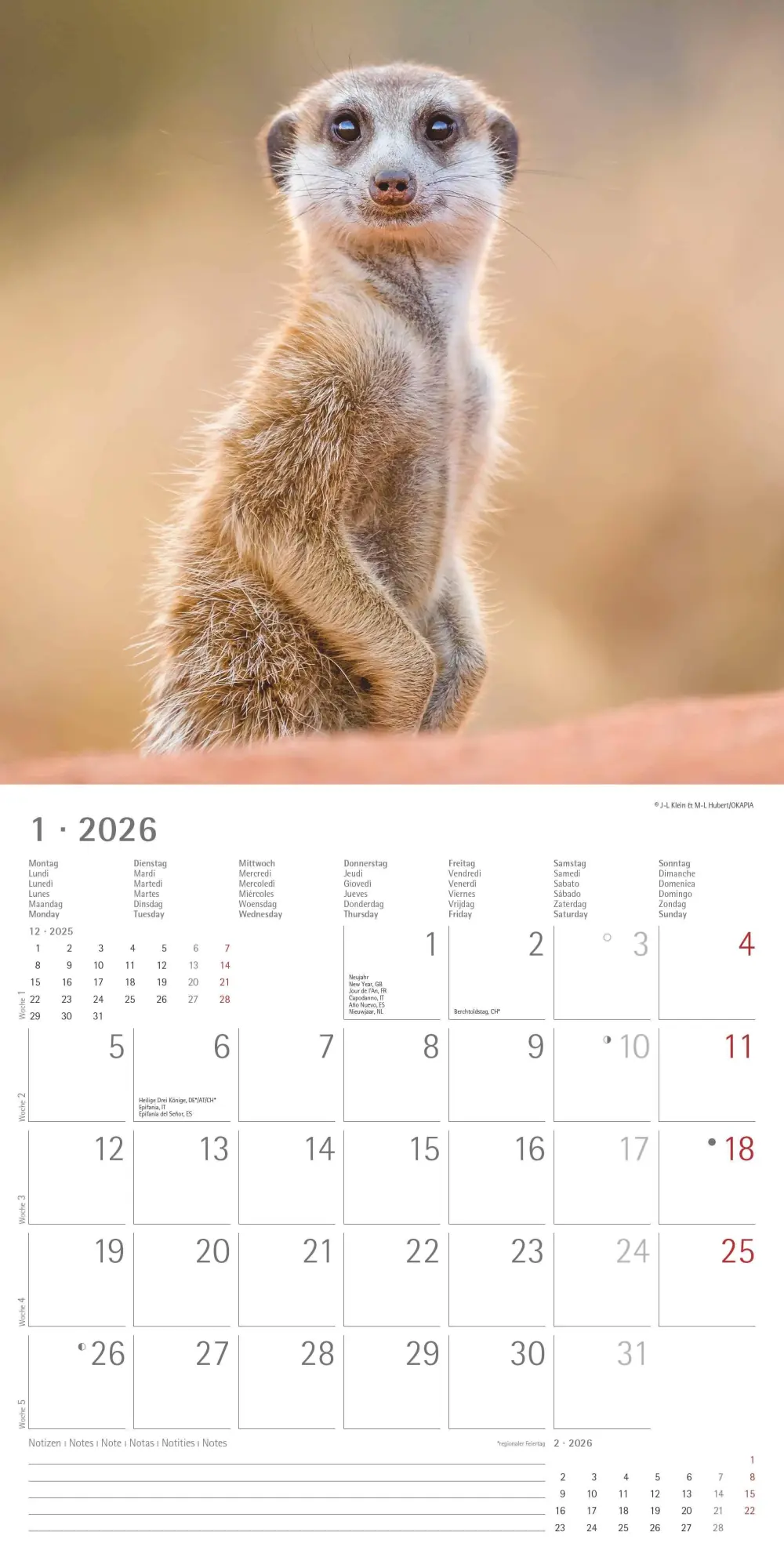 Bild: 4069095003057 | Alpha Edition - Erdmännchen 2026 Broschürenkalender, 30x30cm,...